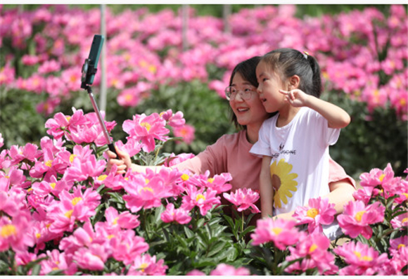 5月9日，在隆尧县魏家庄镇西庄头村苗圃基地，游客在赏花拍照。新华社记者 骆学峰 摄