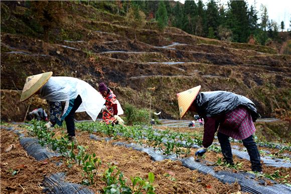 村民忙着栽种茶苗。通讯员 储潇 摄