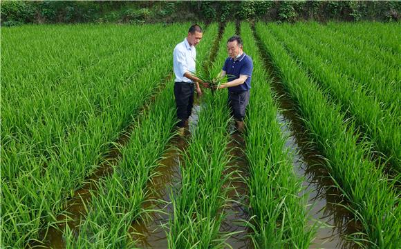 李漱泉（右）与王宜在田间查看秧苗长势。 通讯员 陈刚 摄