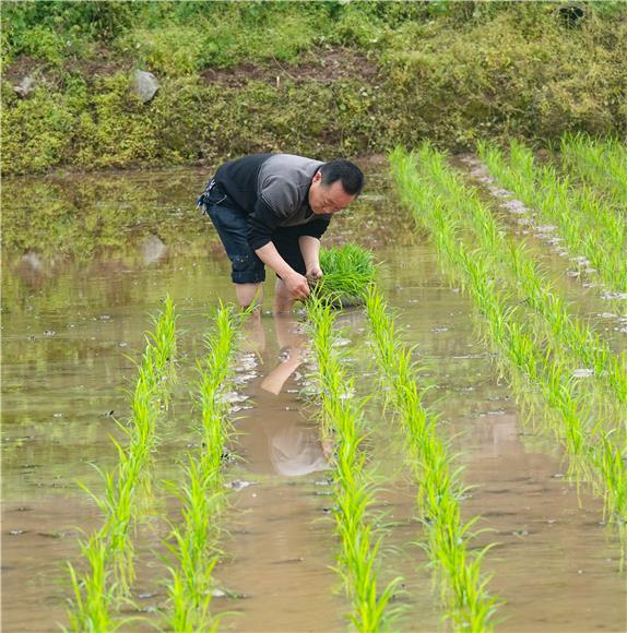 李漱泉在水稻田里插秧。 通讯员 陈刚 摄