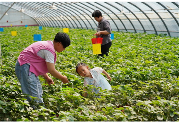 5月11日，游客在唐山市丰润区西那母生态旅游度假村内采摘草莓。新华社记者 牟宇 摄