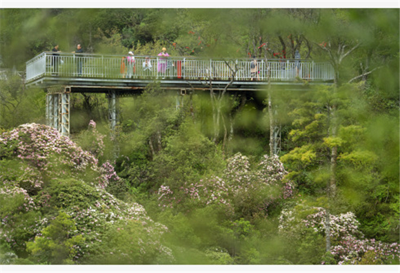 5月11日，游人在汉中龙头山景区观赏盛开的高山杜鹃。新华社记者 陶明 摄