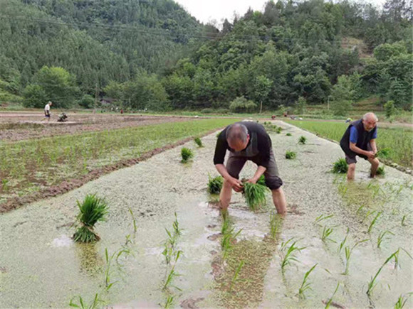 大歇镇双会村村民在移栽秧苗。通讯员 周福蓉 摄
