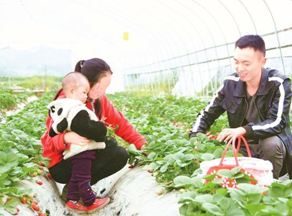 刘瑶平（右）在采摘草莓。通讯员 熊瑛 摄