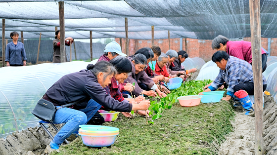 在重庆市油茶优良种苗定点生产供应基地，工人正在栽种嫁接好的油茶苗。特约通讯员 张常伟  摄
