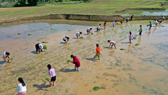 重庆梁平双桂湖国家湿地公园南岸，学生正在插秧。通讯员  余先怀 摄