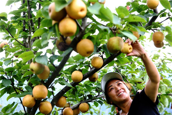 乔梓乡发展经果林产业，游客前来采摘摘梨子。。彭水县融媒体中心供图 华龙网发