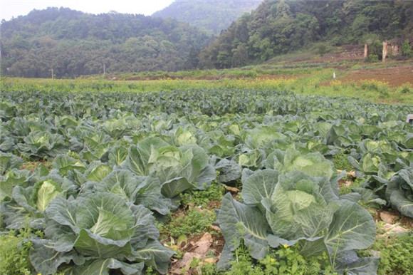 该村种植的蔬菜。通讯员  杨超 邹露供图