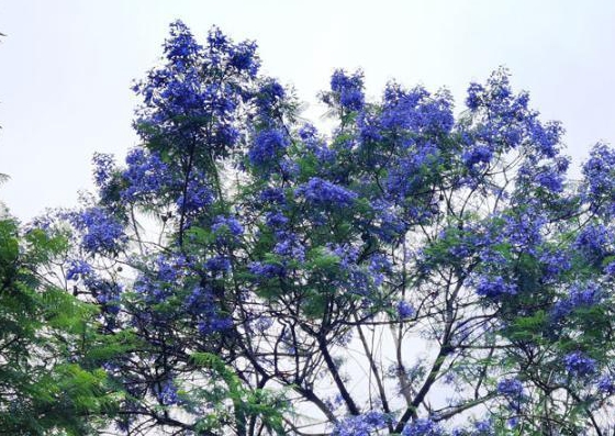 彩云湖健康主题公园内，蓝花楹盛开。通讯员 王茂松 摄