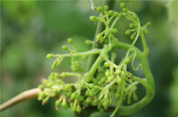 嫩绿的葡萄果儿如米粒般大小。通讯员 向爱平 摄