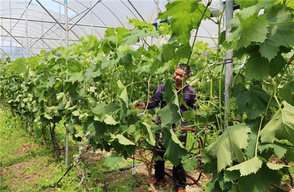 葡萄技术员林寿安正在浇灌葡萄。通讯员 向爱平 摄