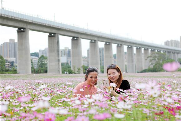 5月23日，市民徜徉在格桑花海中赏花拍照。通讯员 陈仕川 摄2
