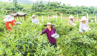 武印峡蓝莓庄园的村民正忙着采摘蓝莓。通讯员 张泽美 摄