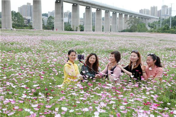 5月23日，市民徜徉在格桑花海中赏花拍照。通讯员 陈仕川 摄1