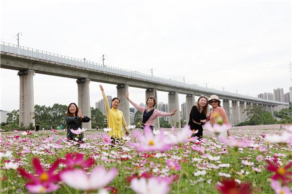 5月23日，市民徜徉在格桑花海中赏花拍照。通讯员 陈仕川 摄