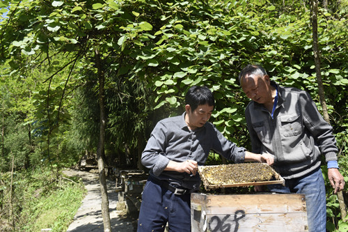 石柱县六塘乡中蜂养殖专业户彭大启（右）与技术员在交流。特约通讯员 隆太良 摄