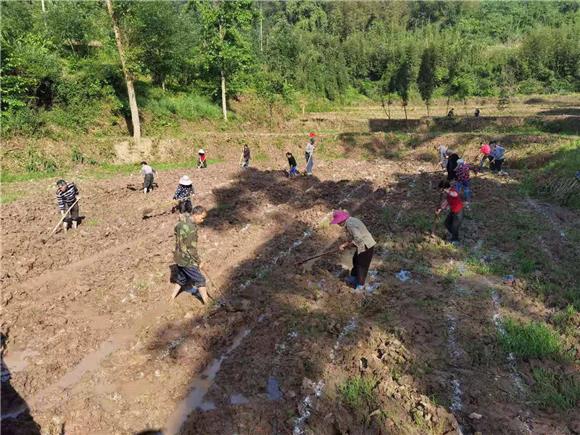 龙神村村民整治闲置土地，种植荔浦芋头。通讯员 陈刚 摄