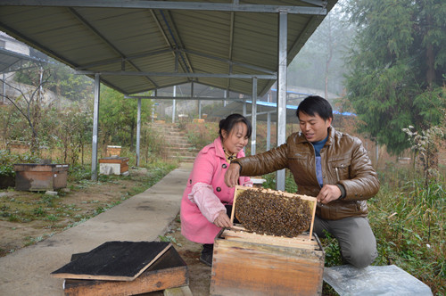 石柱县沿溪镇中蜂养殖专业户张仁华（右）在查看中蜂养殖情况。特约通讯员 隆太良 摄