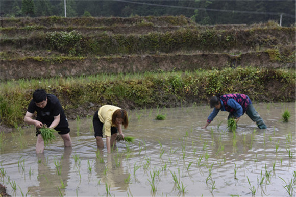 志愿者和村民紧锣密鼓移栽水稻稻秧。特约通讯员 隆太良 摄