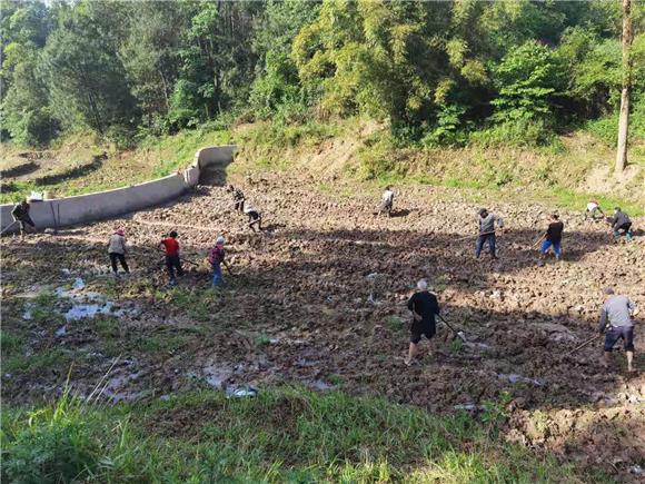 龙神村组织群众整治土地种植荔浦芋头。通讯员 陈刚 摄