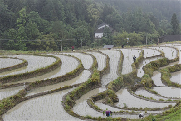 村民紧锣密鼓移栽水稻稻秧。特约通讯员 隆太良 摄