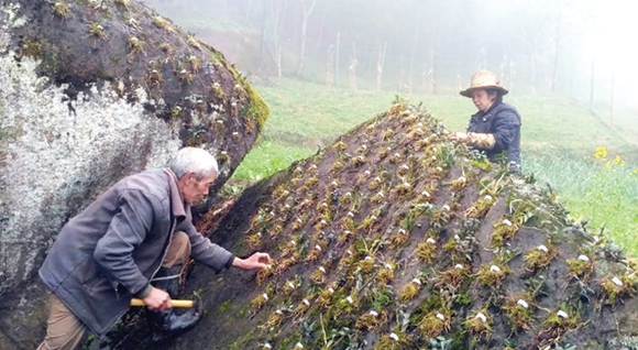 村民在家门口种植石斛增收。通讯员 黄玉保 摄