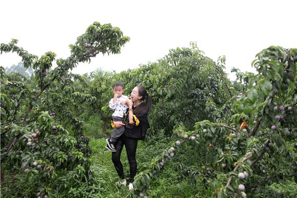 市民抱着孩子在果园里品尝黑莓脆李。通讯员 陈仕川 摄