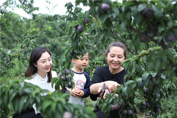 市民在果园里教孩子认识水果的特性。通讯员 陈仕川 摄