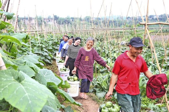 村民们采收蔬菜。通讯员 李文静 摄