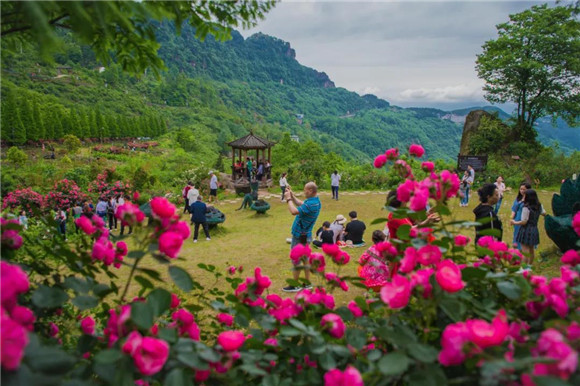 在古剑山风景区玫瑰园，游客畅游其中赏花观景。陈星宇摄