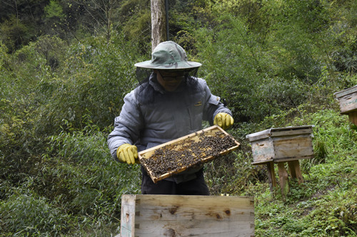 中益乡蜂农查看中蜂养殖情况。特约通讯员 隆太良 摄