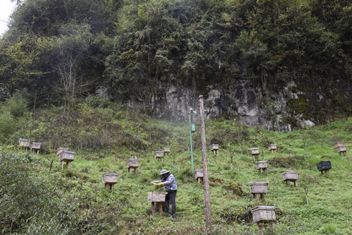 中益乡蜂农在基地检查中蜂。特约通讯员 隆太良 摄