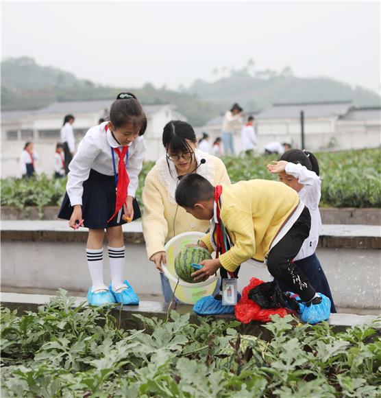 师生们在“红领巾农场”采摘富硒西瓜。通讯员 陈仕川 摄