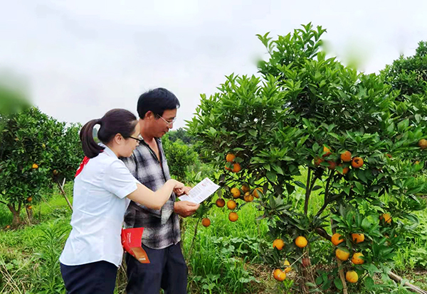 图为重庆农商行长寿支行小微客户经理正在重庆泰业农业水果种植基地实地调研