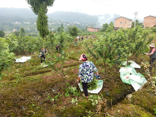 务工村民在基地采收花椒。通讯员　刘光艳　摄。