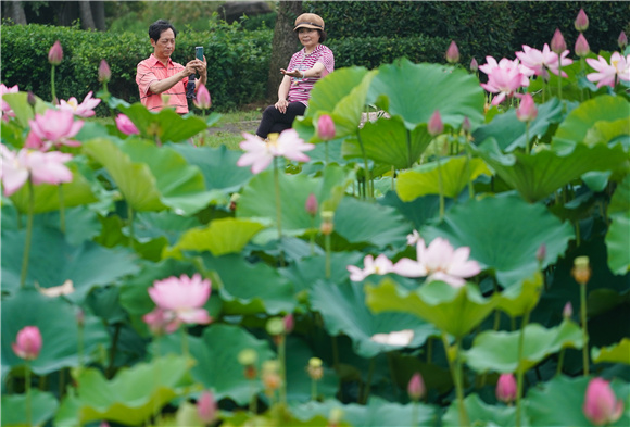 市民在莲花湖公园内赏花拍照。
