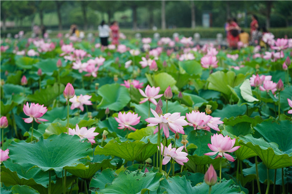 市民在莲花湖公园内赏花休闲。