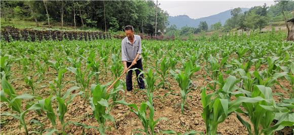 村民正在对玉米开展田间管理。通讯员 张凯伦 摄