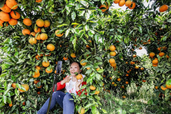 线上销售石门镇晚熟柑橘清见。通讯员 付滢锦 摄