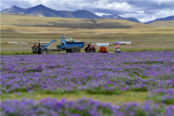 西藏当雄县格达乡格达村的牧民在草场休息。