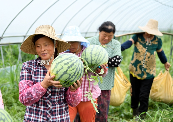 在严店乡百果采摘园，农民搬运采摘的西瓜。