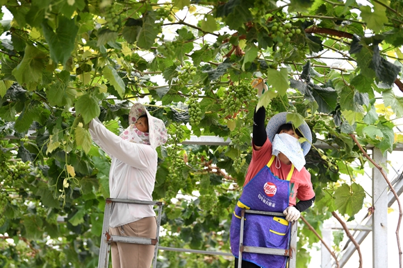 在严店乡百果采摘园，农民在修剪葡萄枝叶。