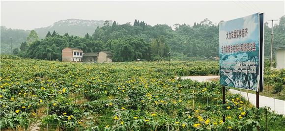 村集体建起的蔬菜基地。特约通讯员 赵武强 摄