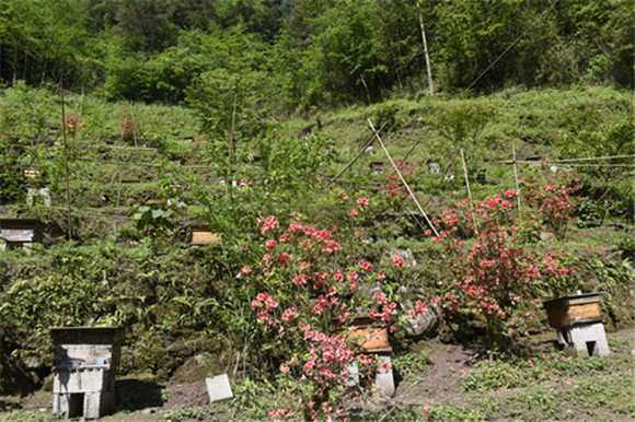石柱县六塘乡打造的蜜源植物养殖基地。特约通讯员 隆太良 摄