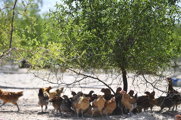 宁夏同心县圣峰休闲生态观光园生态鸡养殖区内林下养殖的土鸡。
