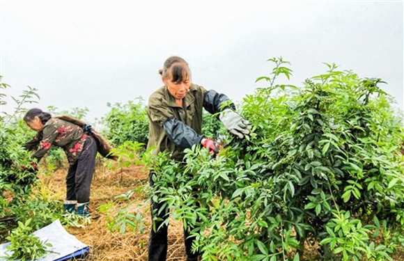村民在南平镇玉龙村花椒地采摘花椒。通讯员 梁向红 摄