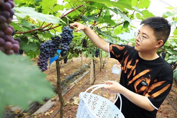 市民在葡萄园采摘葡萄。通讯员 尹秀秀 摄