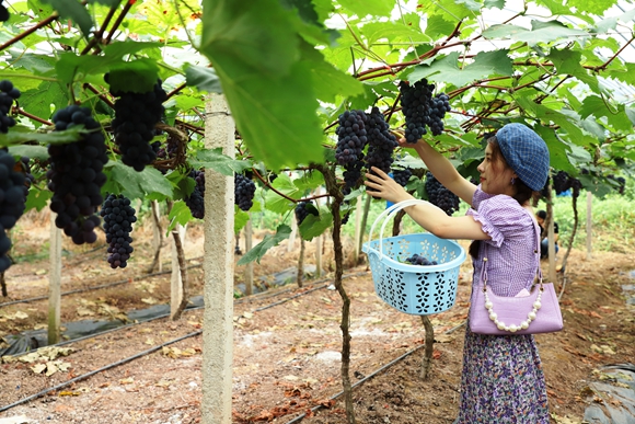 市民在葡萄园采摘新鲜的葡萄。通讯员 尹秀秀 摄