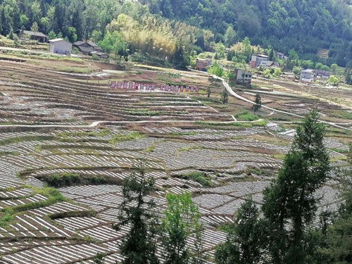 旗峰村打造的皱皮木瓜套种辣椒基地。特约通讯员 隆太良 摄