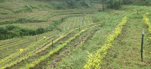 银杏堂村打造的生态茶叶基地。特约通讯员 隆太良 摄